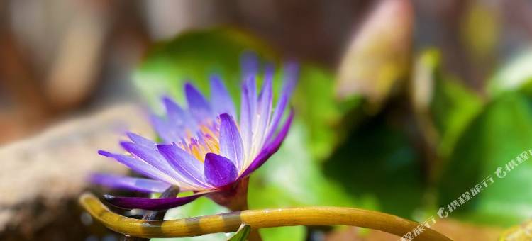 全南悦汤泉民宿图片