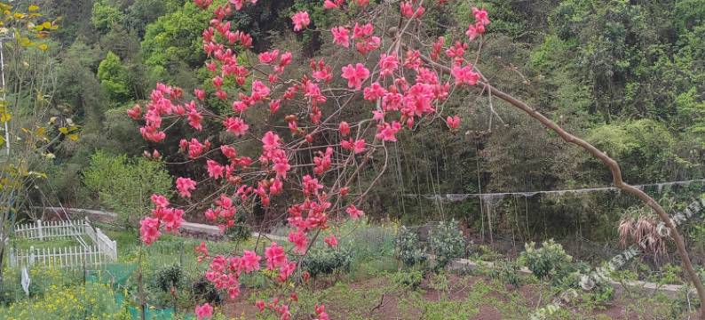 千岛湖老余家民宿图片