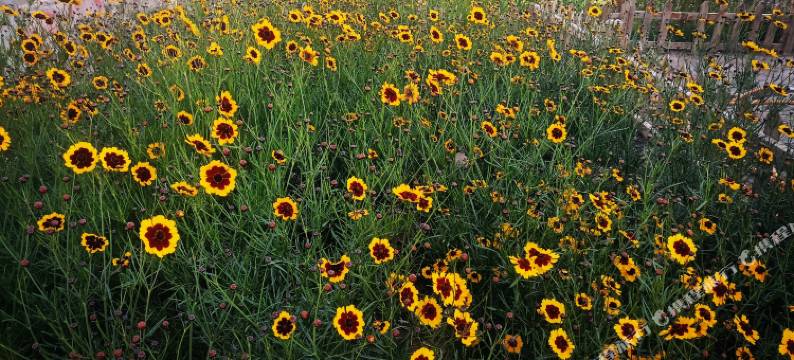 塔吉克新娘民宿图片
