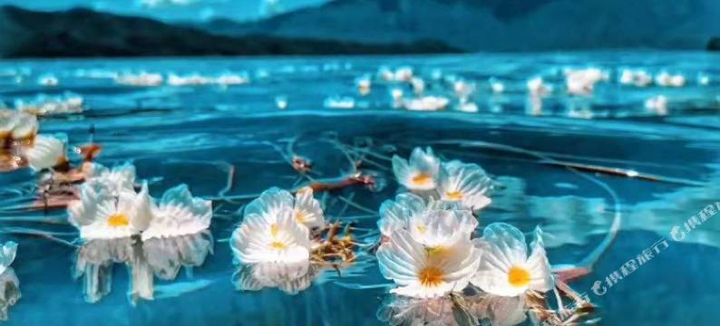 浮椿霜林客栈(丽江古城四方街店)图片