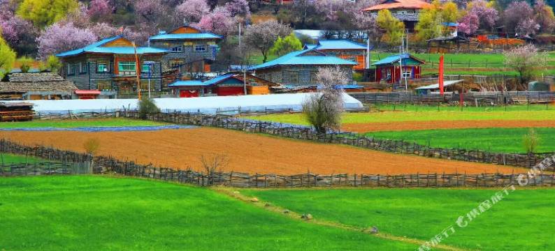 波密云杉居民宿(岗云杉林景区店)图片