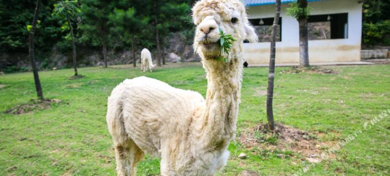 幕阜山尚禾客栈(崇阳柃蜜小镇店)图片