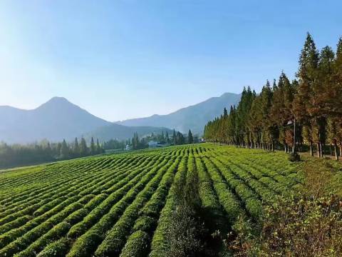 莫干山蔓忆轩·Petrichor环山观景·花园印象·亲子休闲度假美宿图片