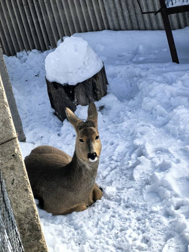 雪谷小云客栈(中国雪谷风景区店)图片