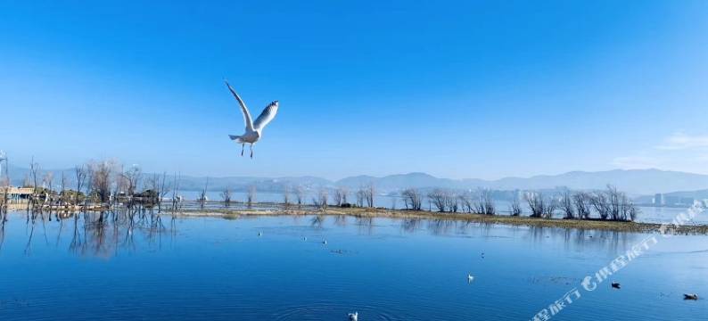 大理怡和居园林客栈图片