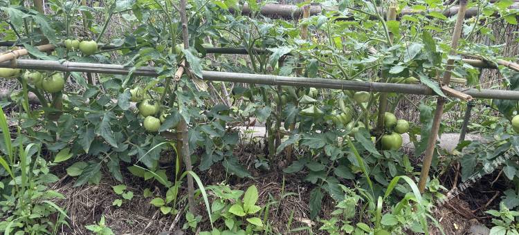 安吉甜缘小筑图片