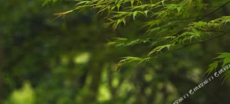 天津缦和酒店公寓(国际贸易中心店)图片