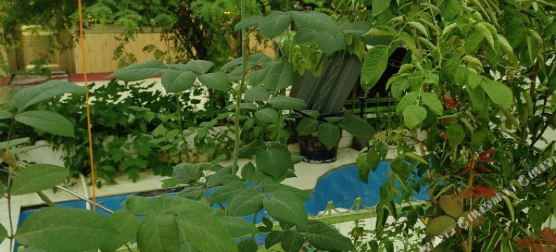 门源花海明芳山庄图片