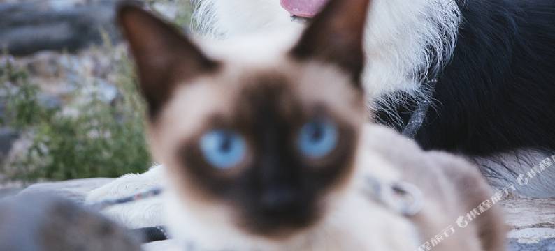 放风儿猫狗双全咖啡民宿图片