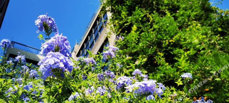 佛山贤鲁岛陶花缘民宿图片
