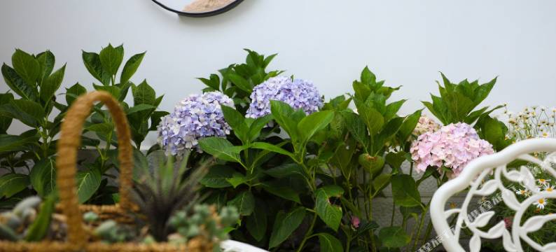 丽江心上·雪山观景徒步民宿图片