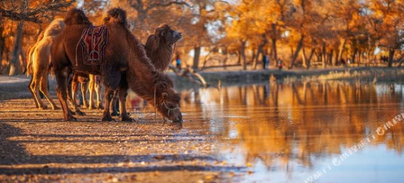 额济纳旗杰隆宾馆图片