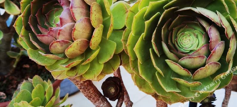 鸡足山爬山树客栈图片