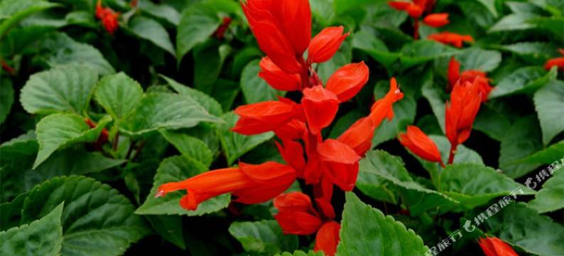 酉阳有缘居客栈图片