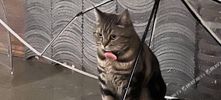 居易·喵居｜There’s a Cat·新中式喵喵美宿(西安城墙钟鼓楼店)图片