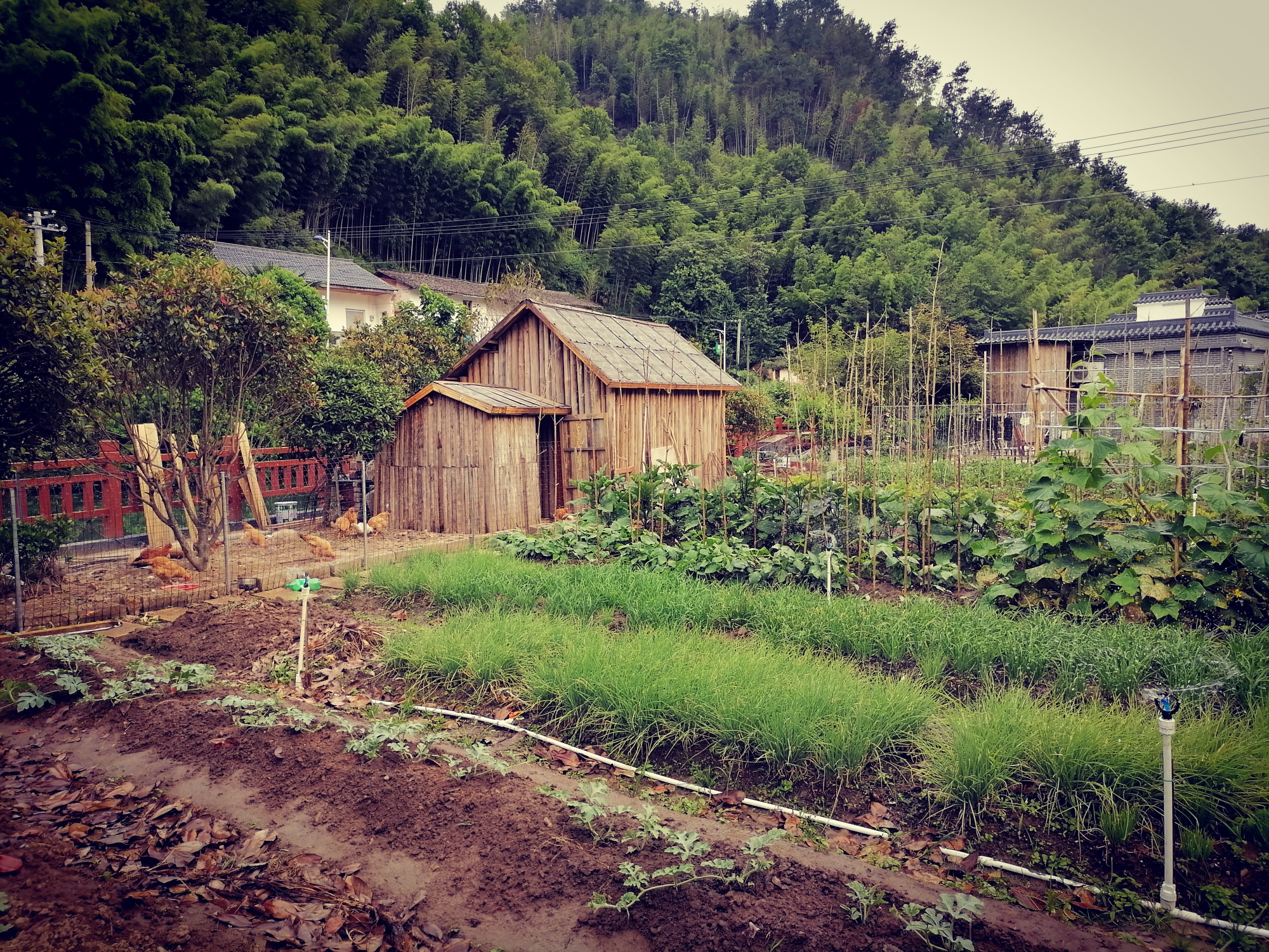 DALE resort Over view