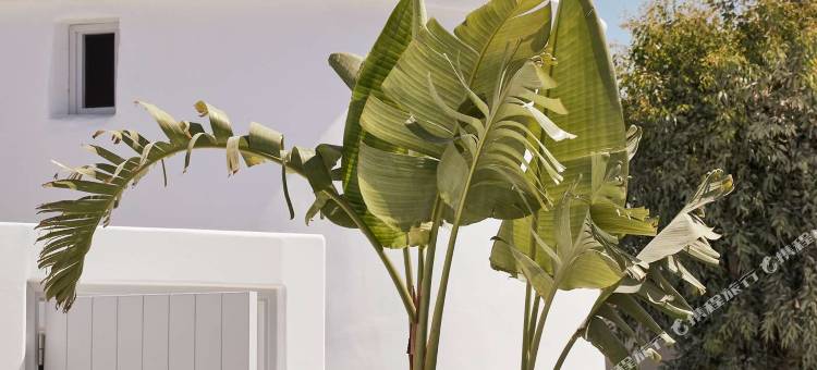 圣托里尼尼基海滩水疗度假村(Nikki Beach Resort & Spa Santorini)图片