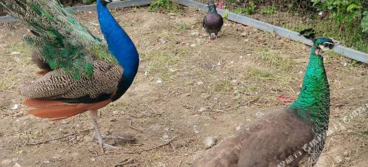 如家华驿酒店(曲阜孔府孔庙景区店)图片