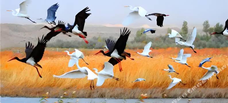 禾盛安居民宿(张掖国家湿地公园店)图片