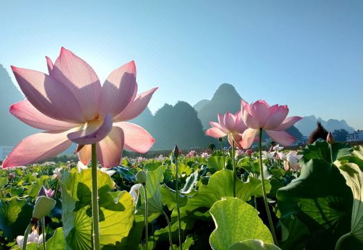 Tea Cozy Hotel Hotel Overview