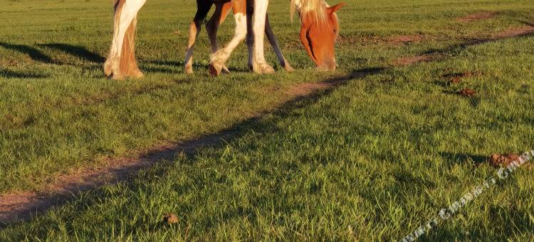 蒙古天籁大营图片
