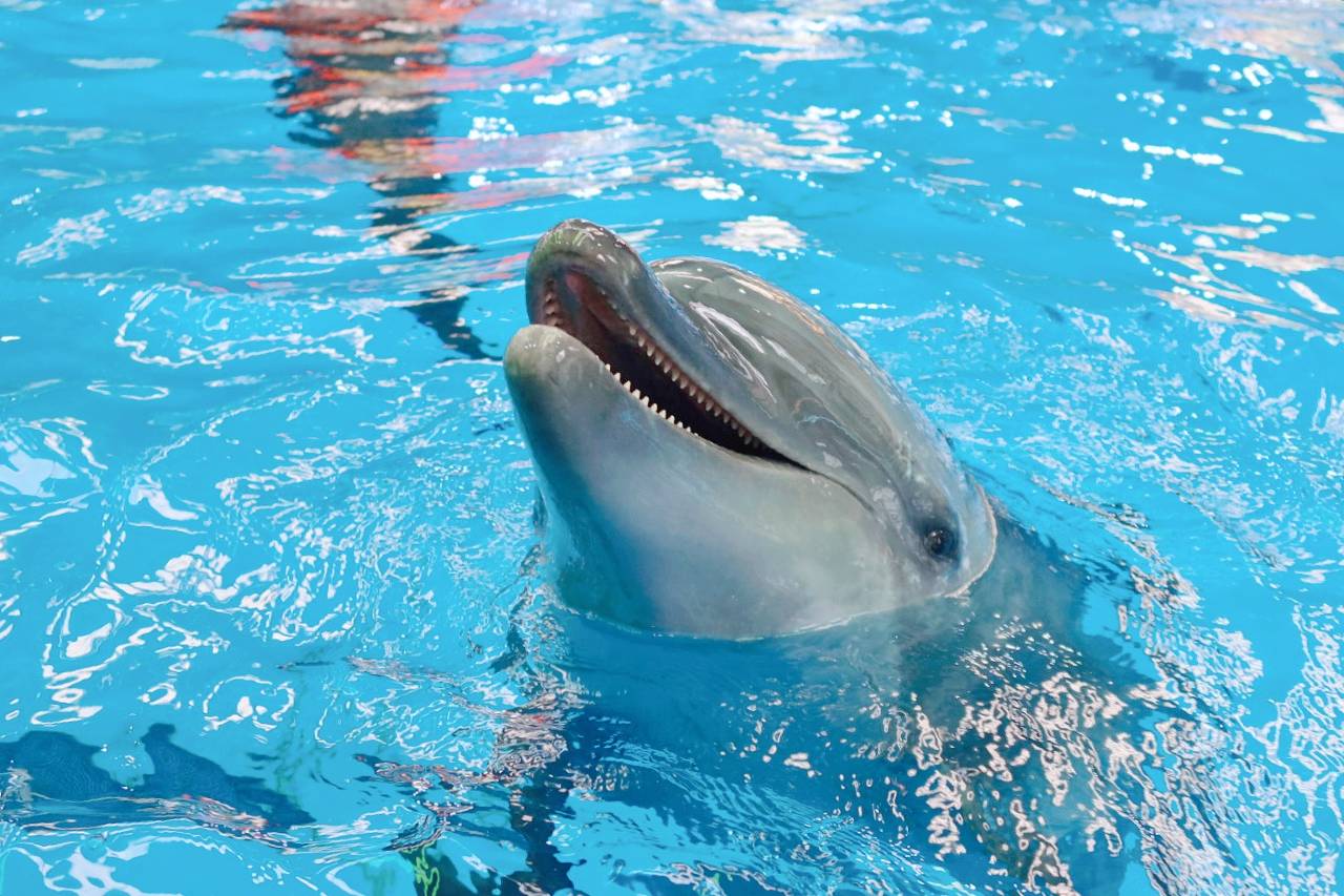 抚仙湖海豚湾酒店(寒武纪小镇店)图片