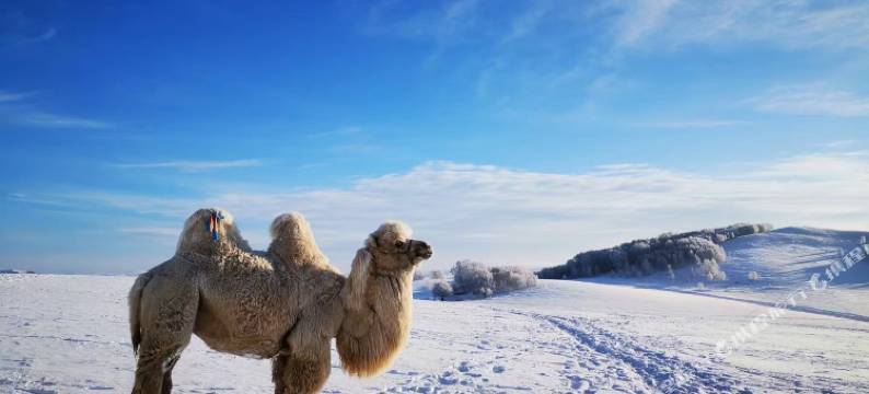 乌兰布统兰亭民宿(草原店)图片