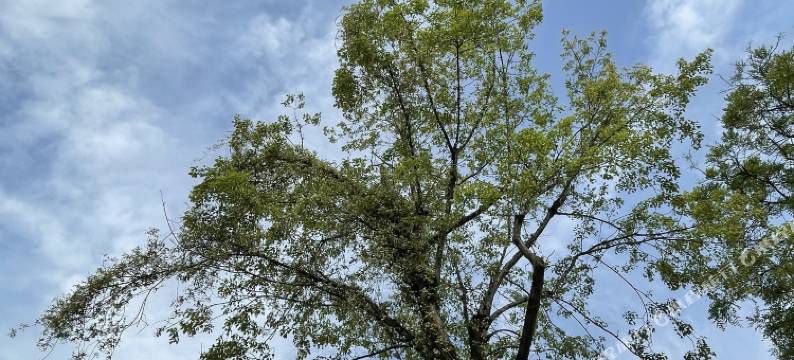 安吉墨林院民宿图片