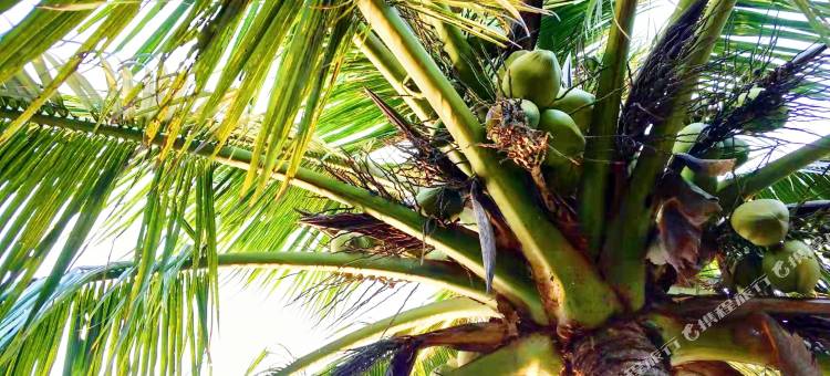 花筑·汇友苑民宿(潭门镇店)图片