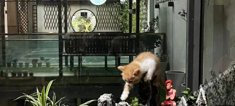 九涧畔淼悦泳池民宿图片