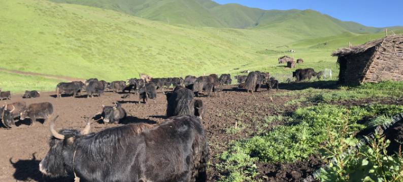 夏河珑达牧场图片