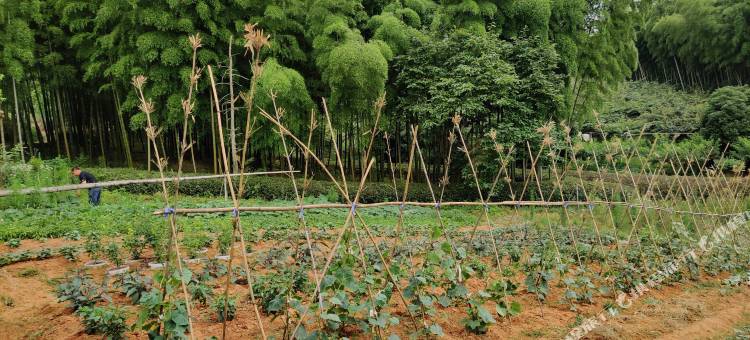 长兴香樟民宿图片