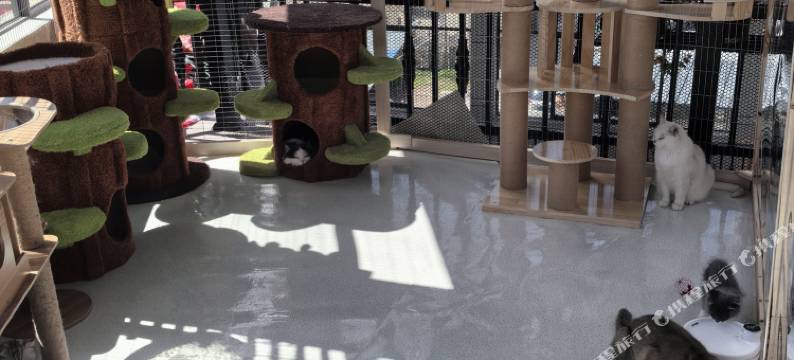 花语·猫咖供氧设计师民宿(香格里拉独克宗古城店)图片