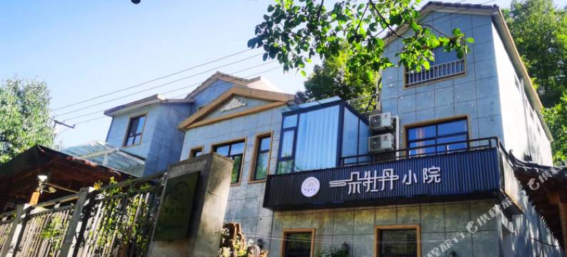 一朵牡丹小院图片