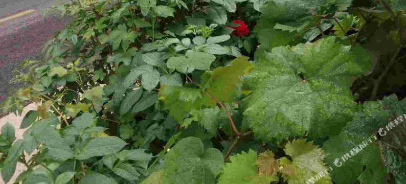 灵寿农家仙居图片