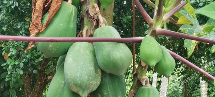 花筑·汇友苑民宿(潭门镇店)图片