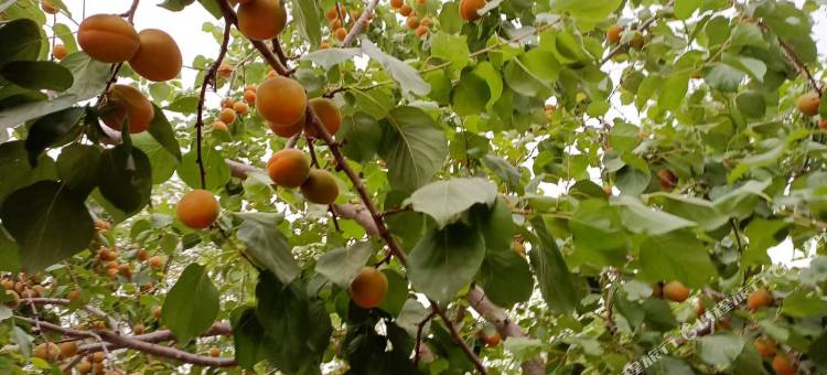 中卫黄河鱼庄图片