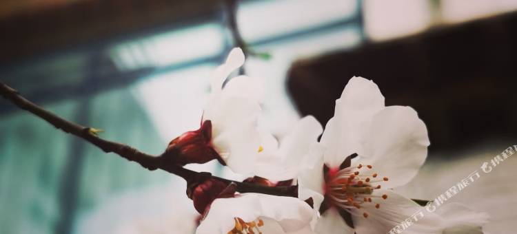 五色茎别院|繁花入梦Holiday Villa藏式贵族庭院美宿图片