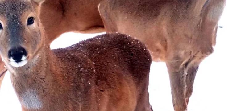 雪谷亿来客栈图片