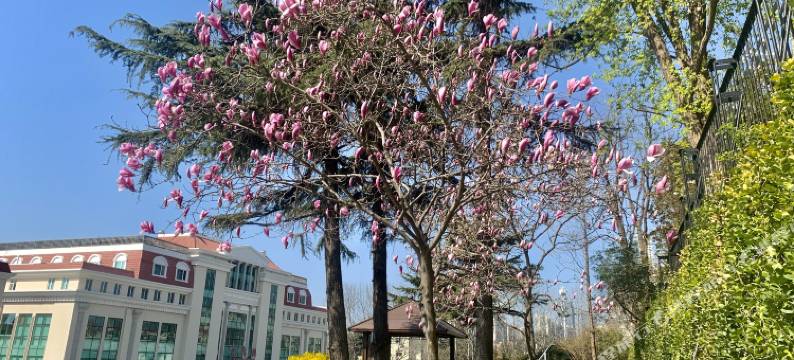 青岛花园大酒店(五四广场小麦岛公园店)图片