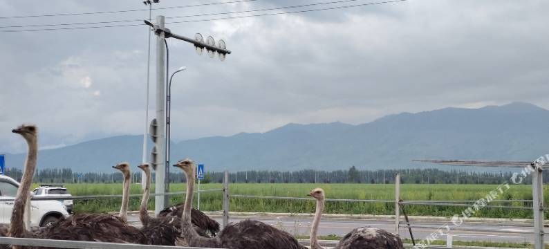 聆风民宿(那拉提景区游客中心店)图片
