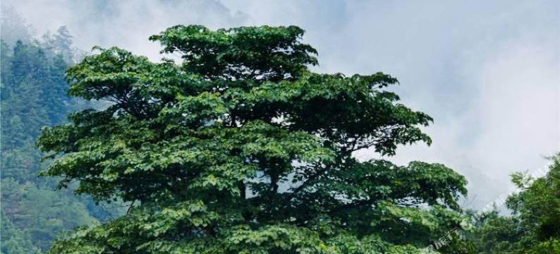 武夷山山栖谷隐民宿(奇丹茶庄园店)图片