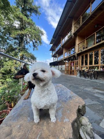 花开小苑民宿(龙胜龙脊梯田观景台店)图片