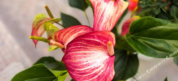 花果山七弦五音民宿图片