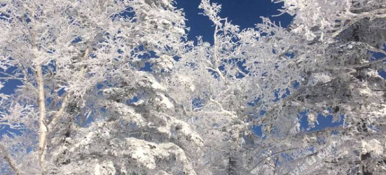 雪谷柳东升驴友驿站图片