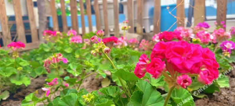 木子别院民宿(特克斯八卦城店)图片