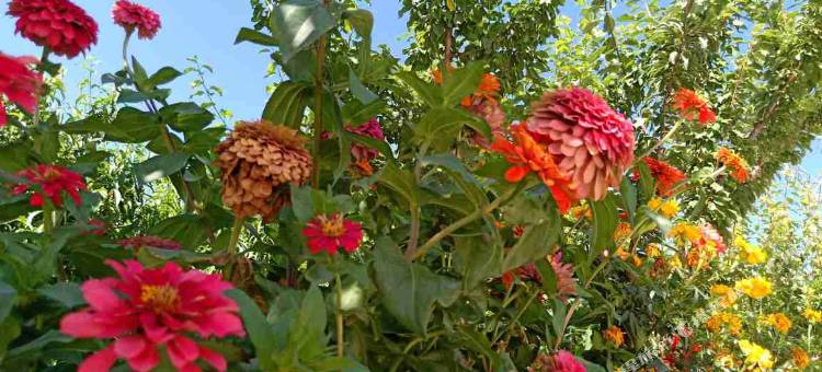 沙坡头如家庄园图片