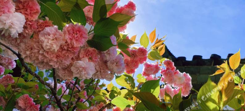 丽江康美之恋私人庭院图片