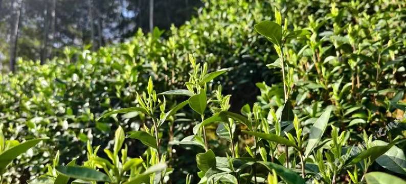 日落而归民宿(安吉浙江自然博物院店)图片