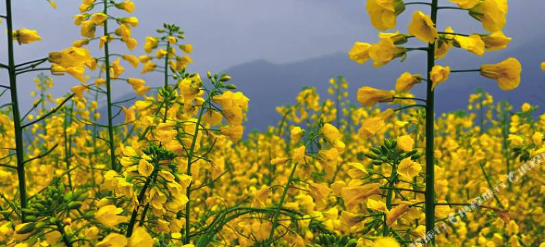 花筑·致如民宿(桐庐OMG心跳乐园店)图片